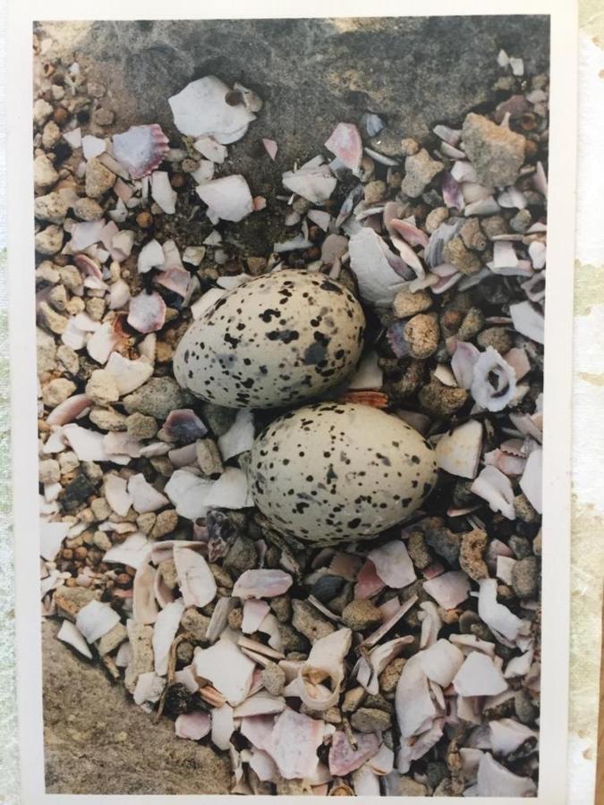 The Speckled Egg, 4 Promenade Rd, Lakeside, Кейптаун Екстериор снимка